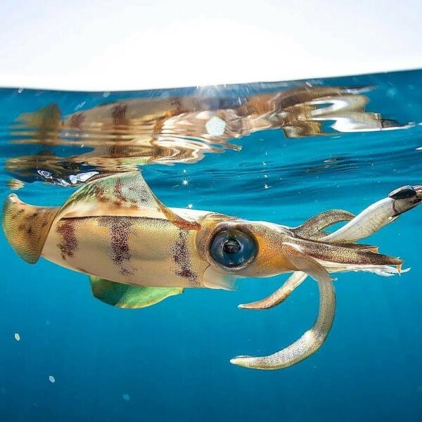 DTD Real Fish Oita 3.5 Egi Tip Run Glow 105 mm 17.5 gr Kalamar Zokası Sugarello Green