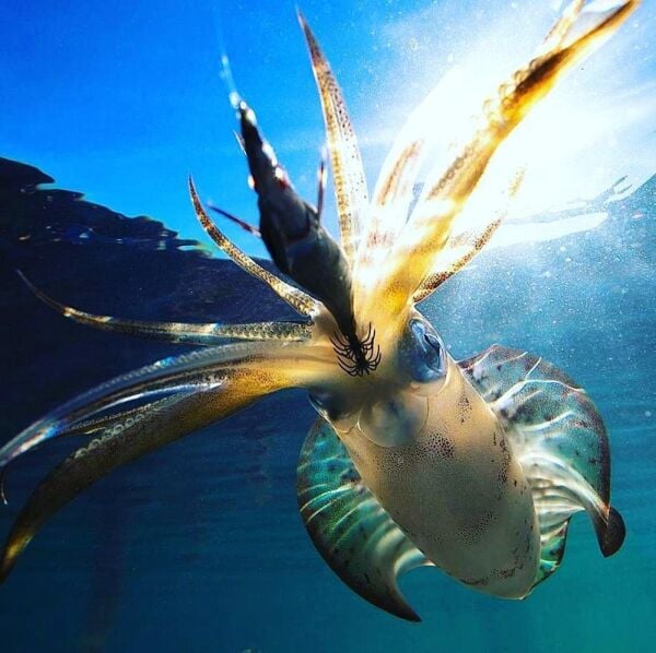 DTD Real Fish Oita 3.5 Egi Tip Run Glow 105 mm 17.5 gr Kalamar Zokası Sugarello Green