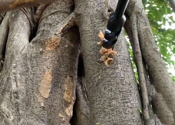 Bushcraft Ahşap Burgu Matkabı ( El Burgusu )