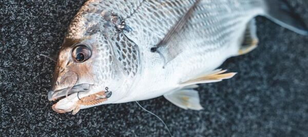 Daiwa Bait Junkie Risky Critter Soft Bait Floating Silikon Yem Camo UV - 7,62 CM