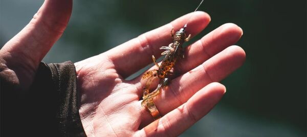 Daiwa Bait Junkie Risky Critter Soft Bait Floating Silikon Yem Skin Shrimp UV - 7,62 CM