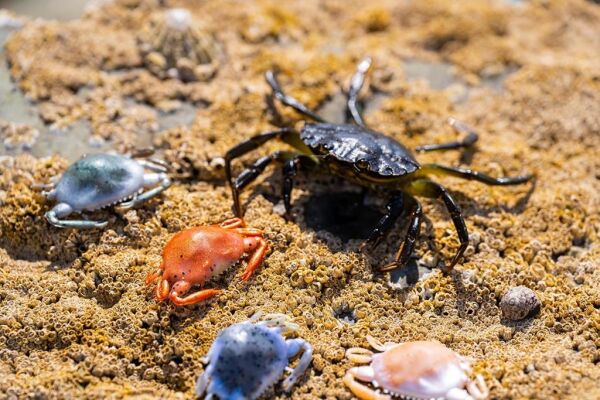 Berkley Gulp Peeler Crab LRF Silikon Yengeç Amber Glow - 5 CM