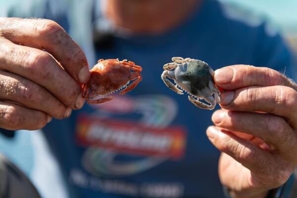 Berkley Gulp Peeler Crab LRF Silikon Yengeç Molting - 5 CM