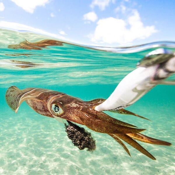 DTD White Killer Bukva 2.5 Ultimate Squid Jig 70 mm 9.9 gr Kalamar Zokası ORANGE