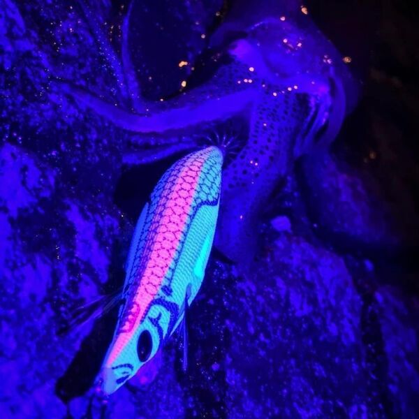 DTD White Killer Bukva 2.5 Ultimate Squid Jig 70 mm 9.9 gr Kalamar Zokası ORANGE