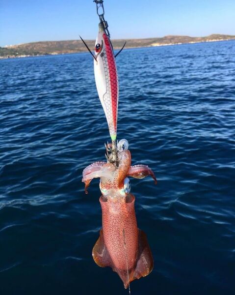 DTD White Killer Bukva 2.5 Ultimate Squid Jig 70 mm 9.9 gr Kalamar Zokası WHİTE