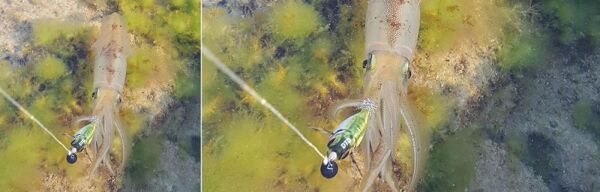 DTD Real Fish Bukva 3.0 Glow 80 mm 13 gr Kalamar Zokası