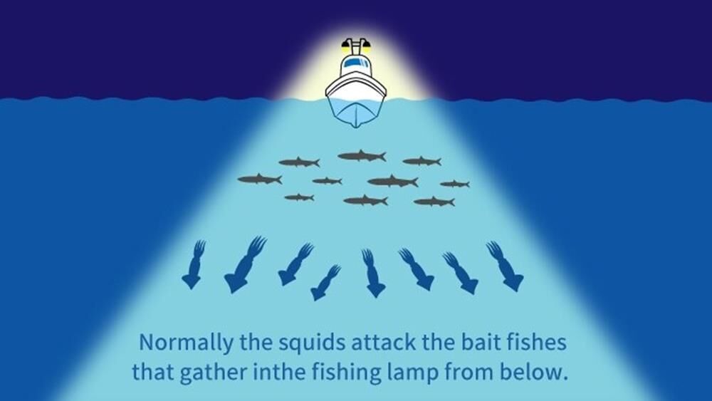 Yamashita Upper 95 mm Kalamar Zokası NM