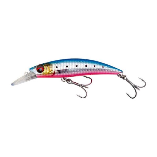 Pink Belly Sardine