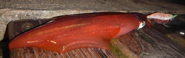 DTD Gamberino Blue Glow Natural Slow Sinking 14.3 gr 90 mm Kalamar Zokası RED