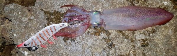 DTD Gamberino Blue Glow Natural Slow Sinking 14.3 gr 90 mm Kalamar Zokası RED