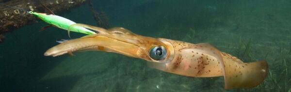 Dtd Retro Bukva Jig 8cm Glowlu Kalamar Zokası BLUE