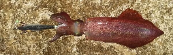 Dtd Retro Bukva Jig 8cm Glowlu Kalamar Zokası RED