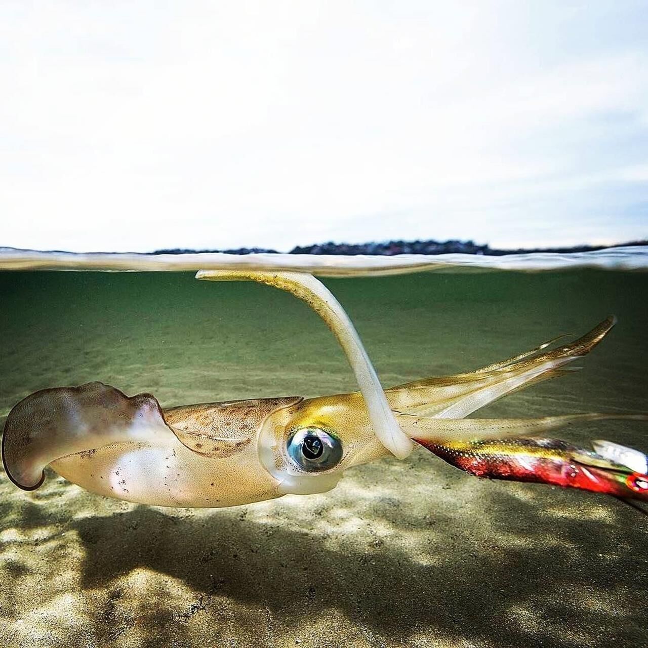 Dtd Retro Bukva Jig 8cm Glowlu Kalamar Zokası WHİTE