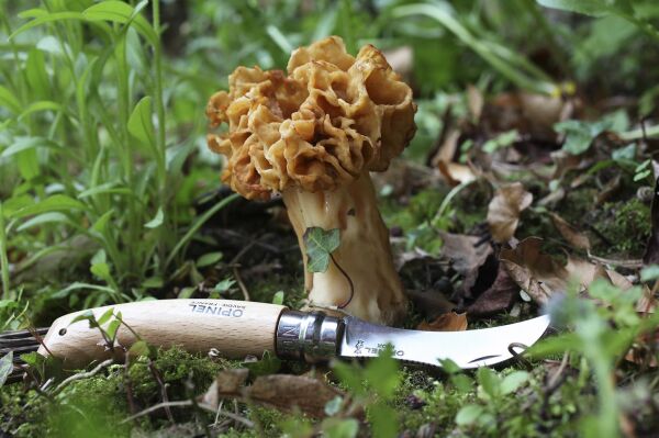 Opinel Inox N°08 Mushroom Mantar Bıçağı