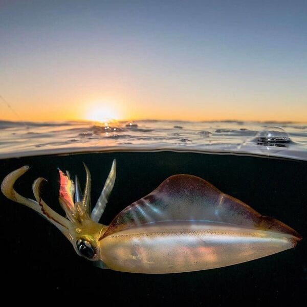 Dtd Retro Bukva Jig 8cm Glowlu Kalamar Zokası