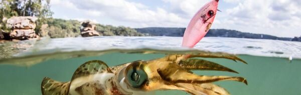 Dtd Retro Bukva Jig 8cm Glowlu Kalamar Zokası