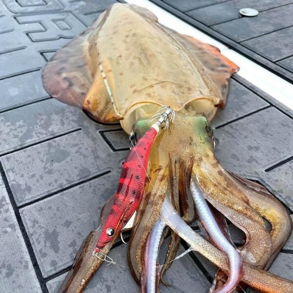 Yamashita Egi Oh F 3.0 9cm 15gr Kalamar Zokası