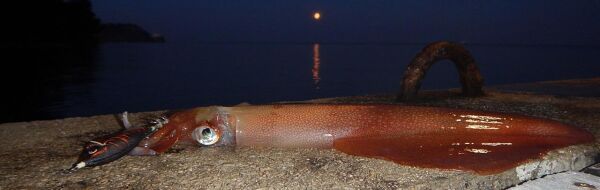 DTD Toro 3.0 Pink Body Sinking Speed 80 mm 13.2 gr Kalamar Zokası BLACK