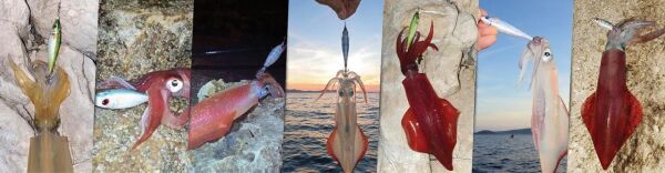 MACKEREL