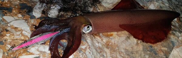 DTD White Killer Egi 3.5 Glow Sinking Speed 105 mm 17.2 gr Kalamar Zokası RED