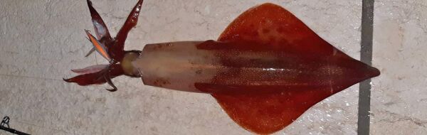 DTD White Killer Egi 3.5 Glow Sinking Speed 105 mm 17.2 gr Kalamar Zokası PİNK