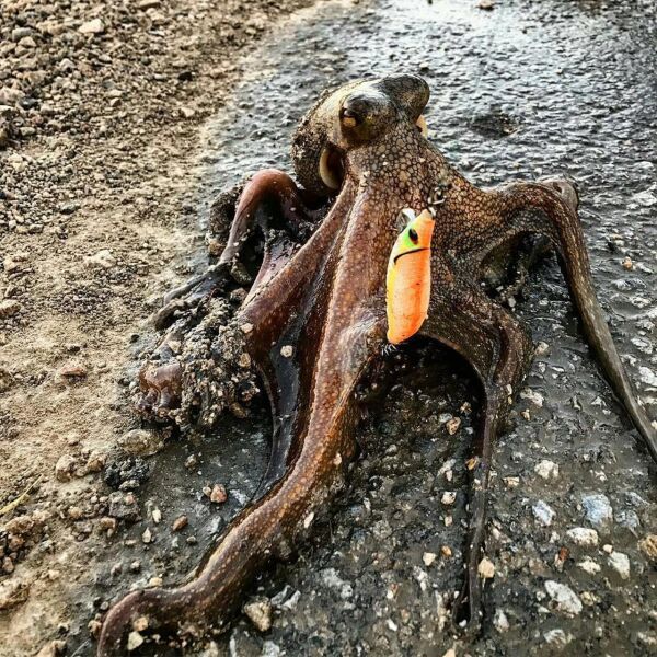 DTD Retro OITA 3.0 Glow Sinking Speed 96 mm 16.2 gr Kalamar Zokası ORANGE