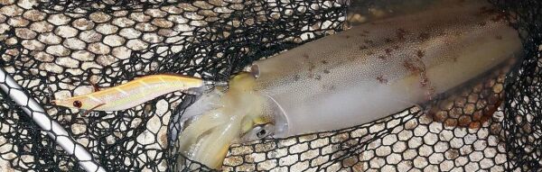 DTD Retro OITA 3.0 Glow Sinking Speed 96 mm 16.2 gr Kalamar Zokası PİNK