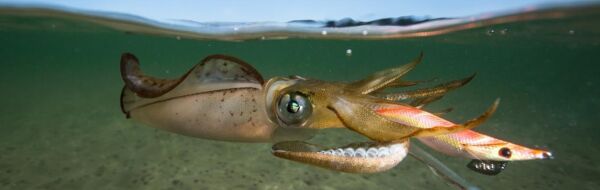 DTD Retro OITA 3.0 Glow Sinking Speed 96 mm 16.2 gr Kalamar Zokası WHİTE