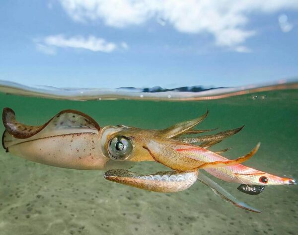 DTD Retro OITA 3.0 Glow Sinking Speed 96 mm 16.2 gr Kalamar Zokası WHİTE