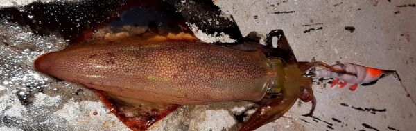 DTD Red Shirimp 3.0 Red Glow Sinking Speed 90 mm 14.3 gr Kalamar Zokası RED