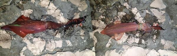 DTD Red Shirimp 3.0 Red Glow Sinking Speed 90 mm 14.3 gr Kalamar Zokası ORANGE