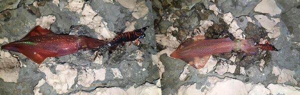 DTD Red Shirimp 3.0 Red Glow Sinking Speed 90 mm 14.3 gr Kalamar Zokası PİNK