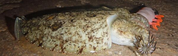 DTD Red Shirimp 3.0 Red Glow Sinking Speed 90 mm 14.3 gr Kalamar Zokası PİNK