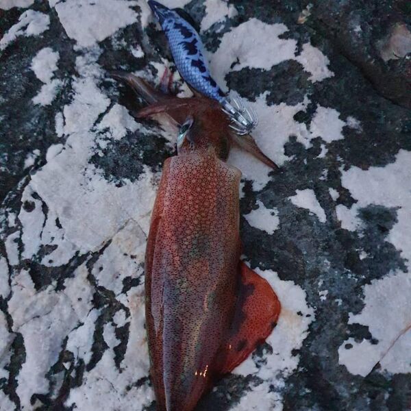 DTD X-Egi 3.0 Basic Sinking Speed 96 mm 16.2 gr Kalamar Zokası ORANGE