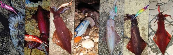 DTD X-Egi 3.0 Basic Sinking Speed 96 mm 16.2 gr Kalamar Zokası RAİNBOW