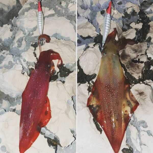 DTD Ballistic Egi 3.0B Glow Sinking Speed 100 mm 16 gr Kalamar Zokası RED