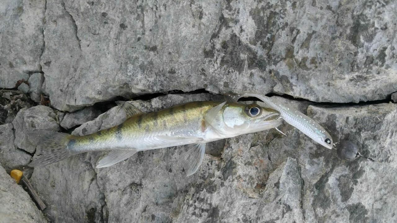 Lucky John Makora 3D Shad Tail 4'' (10.16 cm) Silikon Yem 003