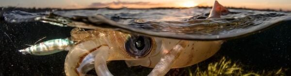 DTD Wounded Fish Egi 3.5 Glow 105 mm 17.5 gr Kalamar Zokası Oblada Melanura