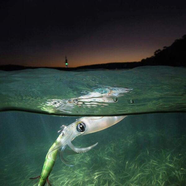 DTD Wounded Fish Egi 3.5 Glow 105 mm 17.5 gr Kalamar Zokası Oblada Melanura