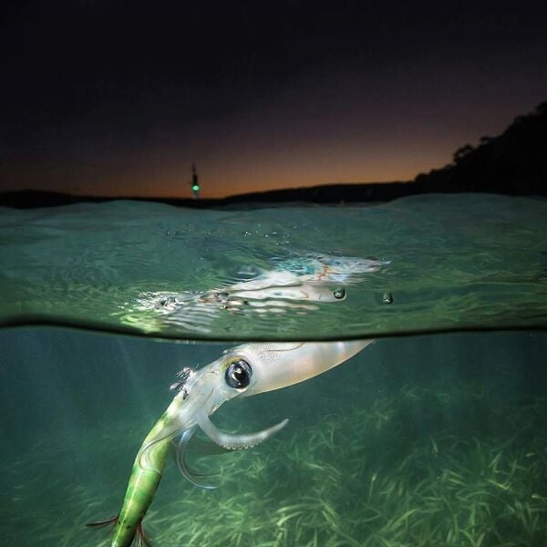 DTD Wounded Fish Egi 3.5 Glow 105 mm 17.5 gr Kalamar Zokası Picarel Blue